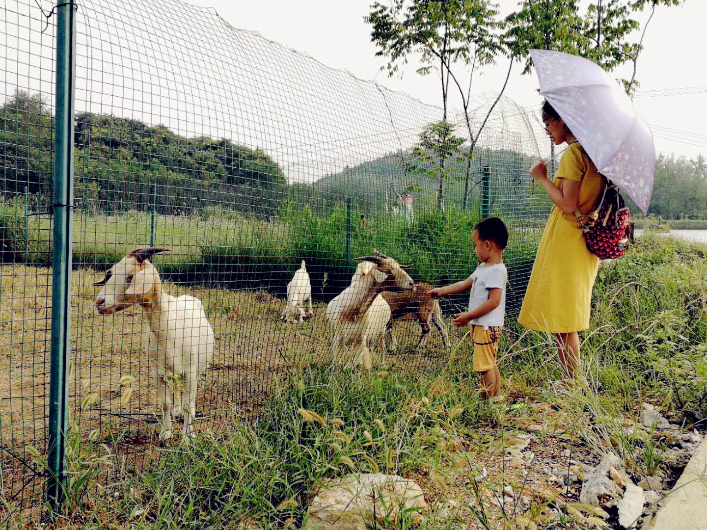 武汉乐农湖畔生态园亲子游喂山羊