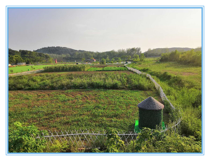 武汉乐农湖畔生态园菜园风景